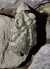 Incilius mazatlanensis