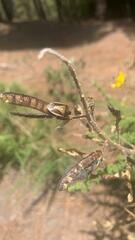 Piezodorus punctipes