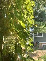 Parthenocissus quinquefolia