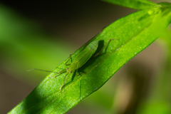 Teratocoris saundersi