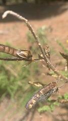 Piezodorus punctipes