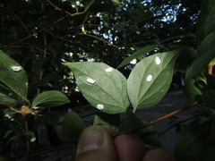 Pulvinaria vitis