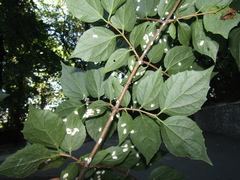 Pulvinaria vitis