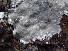 Lecanora marginata