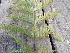 Parapolystichum microsorum