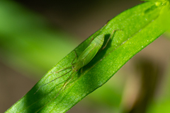 Teratocoris saundersi