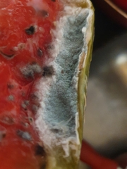 Penicillium italicum