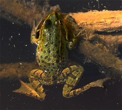 Pelophylax ridibundus