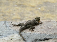 Agama dodomae