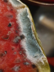 Penicillium italicum