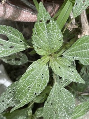 Pilea pumila