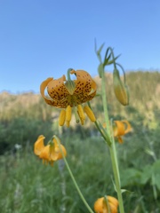 Lilium pardalinum wigginsii