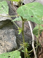 Pilea pumila