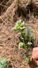 Megachile canariensis