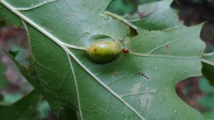 Callirhytis pigra