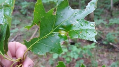 Callirhytis pigra