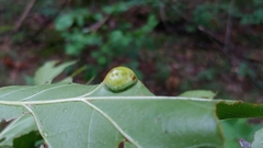 Callirhytis pigra
