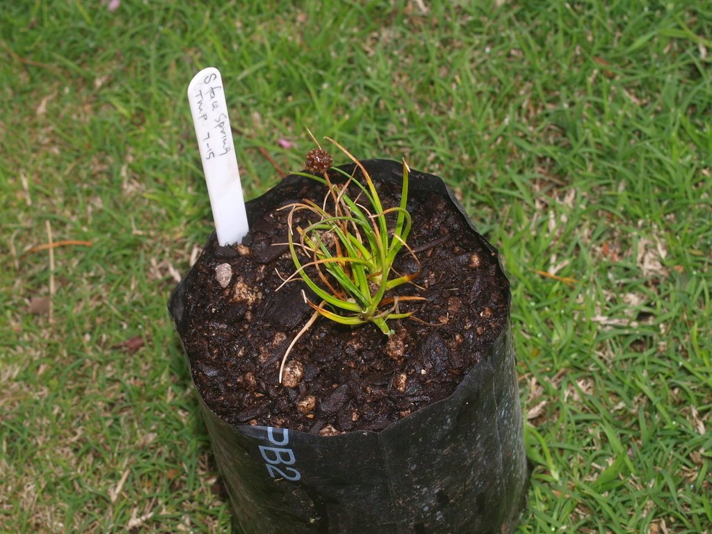 Juncus caespiticius from Te Mata Park Hawkes Bay on July 24, 2015 by ...