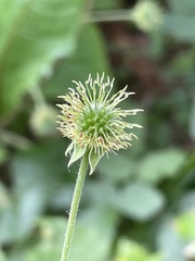 Geum canadense