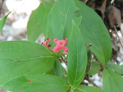 Arachnothryx leucophylla