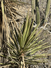 Yucca capensis