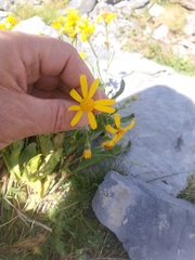 Senecio pyrenaicus