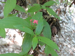 Arachnothryx leucophylla