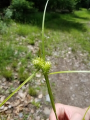 Carex retrorsa