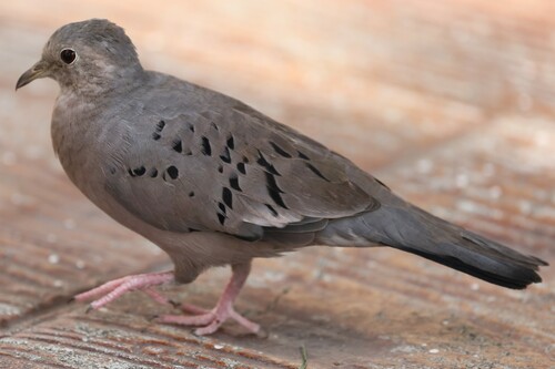 Ecuadorian Ground Dove (Columbina buckleyi), photo 6