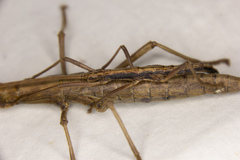 Anisomorpha ferruginea