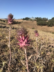 Cynara algarbiensis