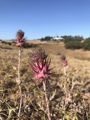 Cynara algarbiensis