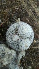 Mammillaria albilanata