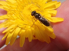 Platycheirus albimanus