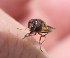 Platycheirus albimanus