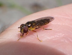 Platycheirus albimanus