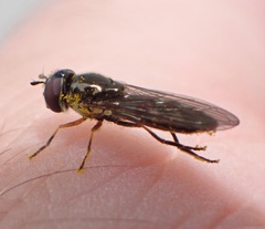 Platycheirus albimanus