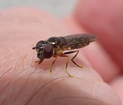 Platycheirus albimanus