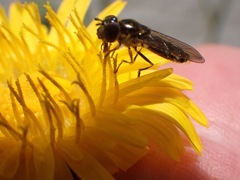 Platycheirus albimanus