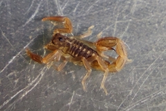 Paravaejovis spinigerus
