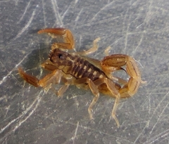 Paravaejovis spinigerus