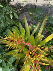 Aechmea leptantha