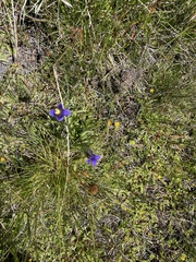 Gentianopsis holopetala