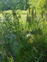 Scirpus pedicellatus