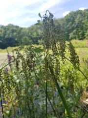 Scirpus pedicellatus