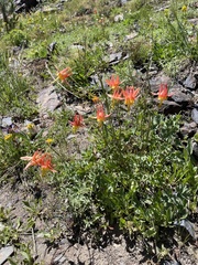 Aquilegia pubescens