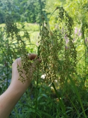 Scirpus pedicellatus