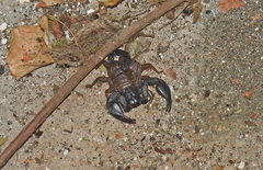 Euscorpius