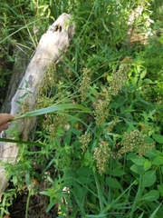 Scirpus pedicellatus