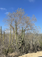 Nahuatlea arborescens